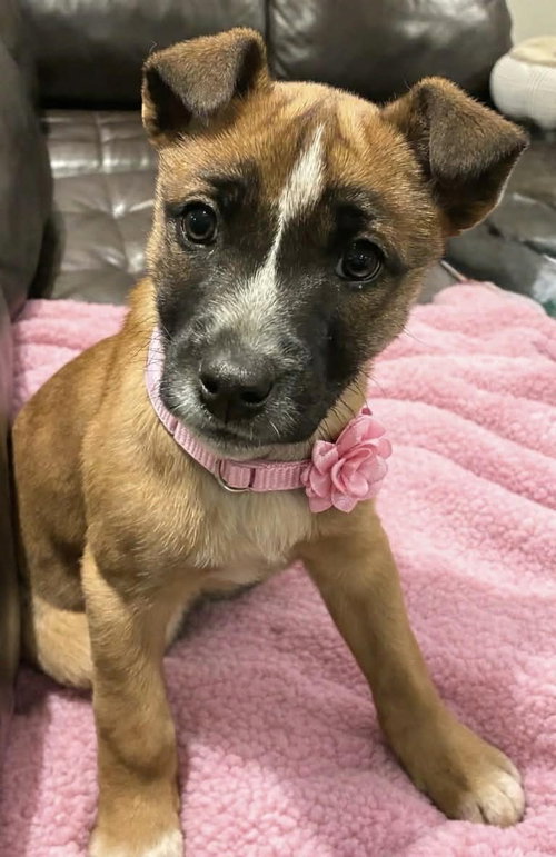 picture of the dog needing adoption
