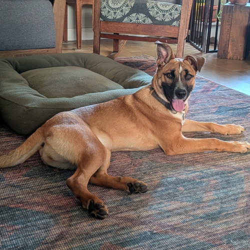 Kora, an adoptable Belgian Shepherd Malinois in Fenton, MO
