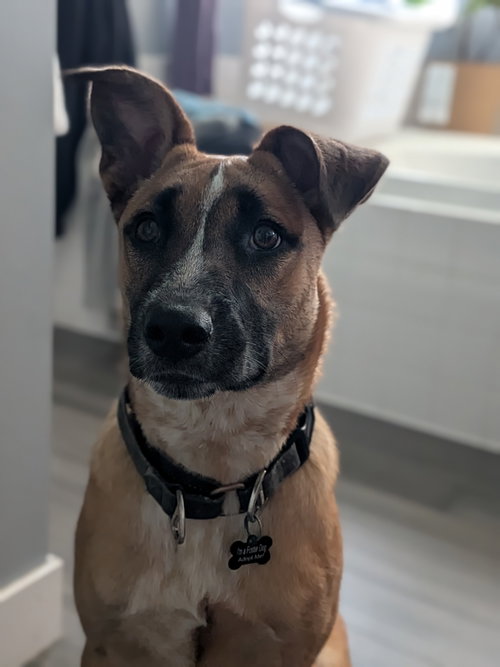 Kora photo 4