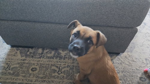 picture of the dog needing adoption