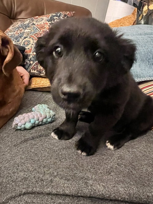 picture of the dog needing adoption