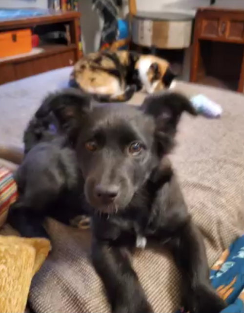picture of the dog needing adoption