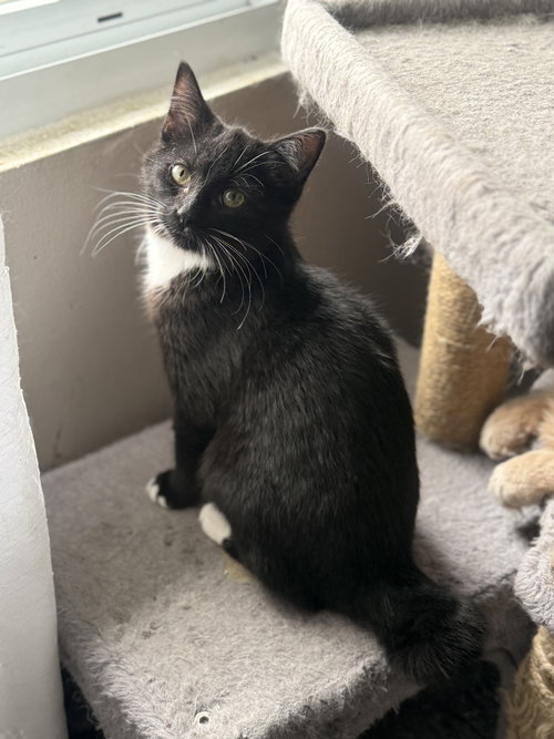Lei, an adoptable Tuxedo in Fenton, MO