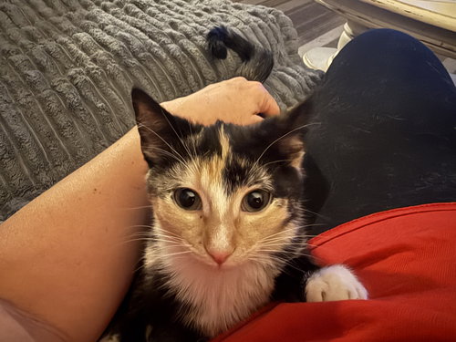 Leilani, an adoptable Calico in Fenton, MO