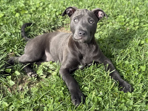 Maddie, an adoptable Pit Bull Terrier in Fenton, MO