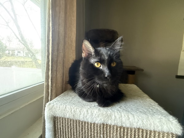 T’Challa