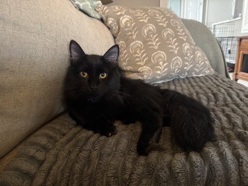T’Challa, an adoptable Domestic Medium Hair in Fenton, MO