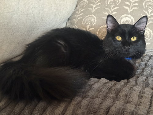 T’Challa, Baby Domestic Medium Hair / Mixed (medium coat), cat for adoption in St. Peters, Missouri