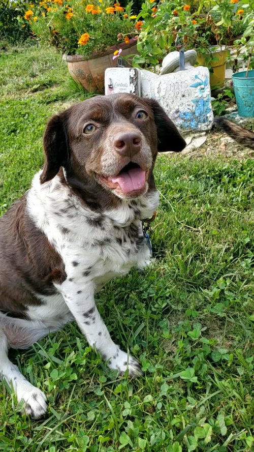 picture of the dog needing adoption