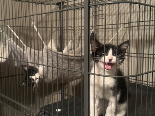 Louise, an adoptable Tuxedo in Fenton, MO