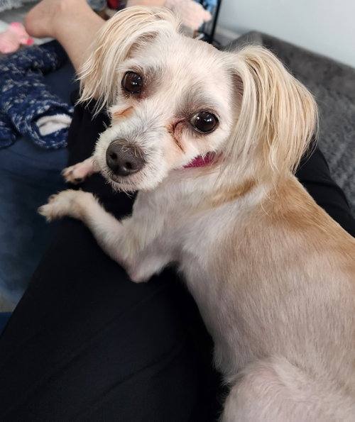Sara, an adoptable Maltese in Fenton, MO