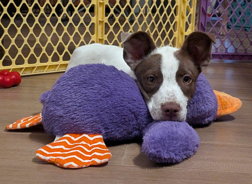 Aspen, an adoptable Terrier in Fenton, MO