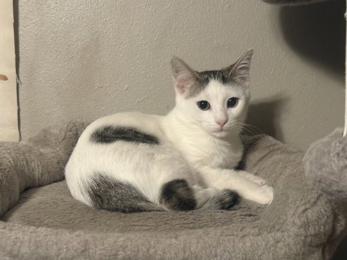 picture of the cat needing adoption