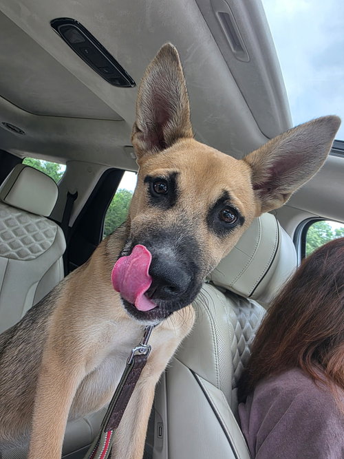 Scout photo 4