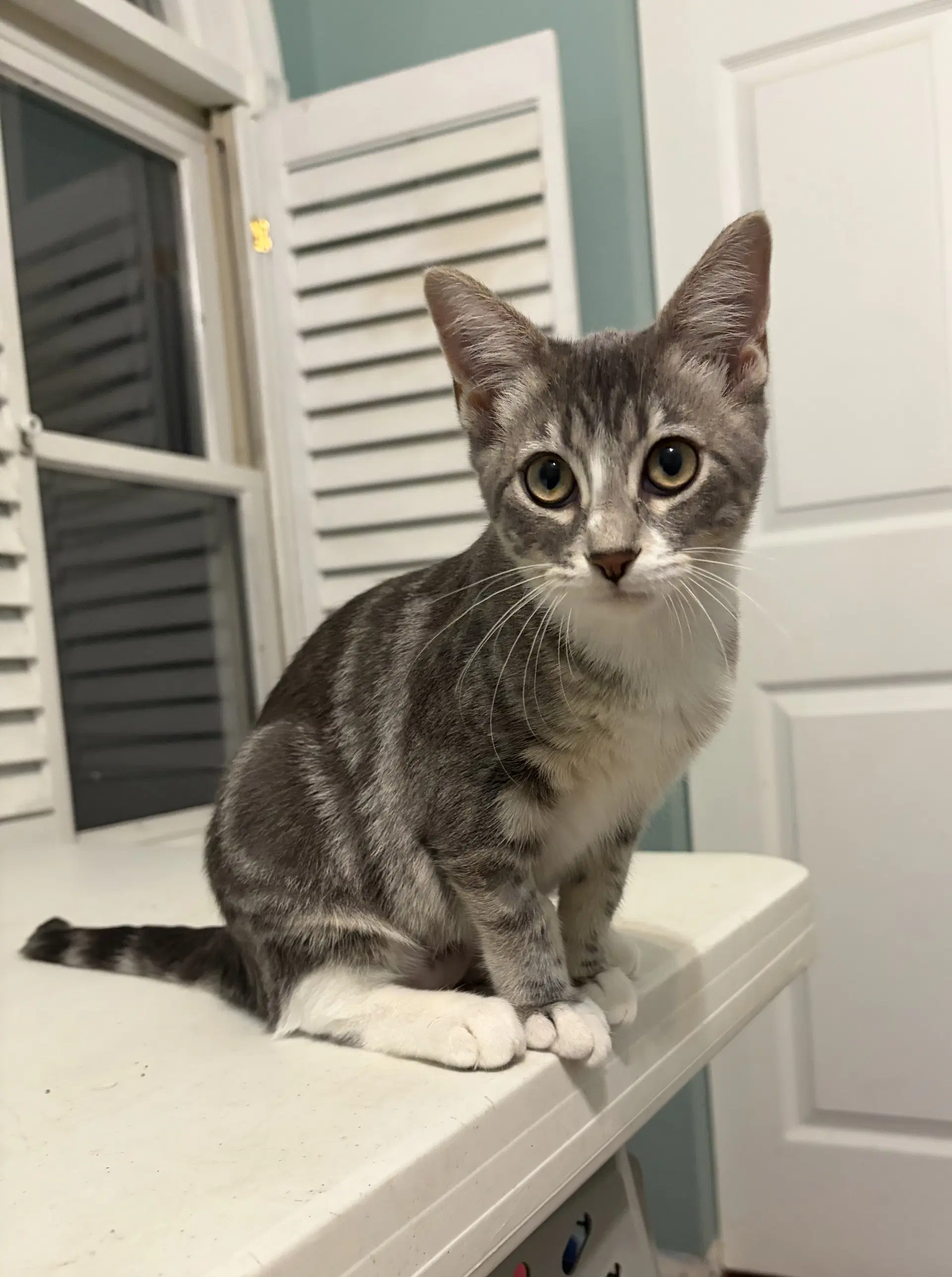 Birdie - Domestic Short Hair