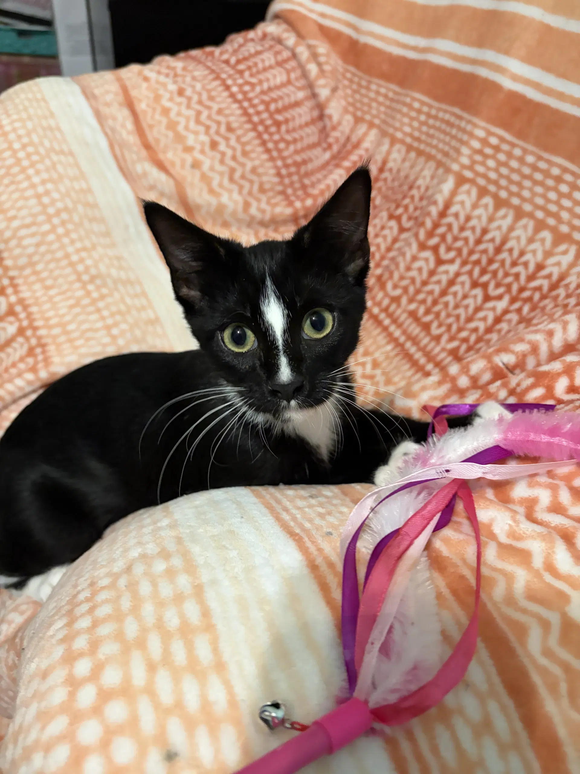Bernard - Domestic Short Hair