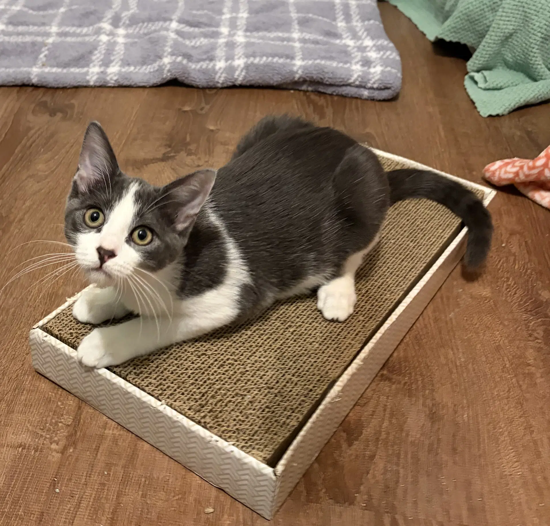 Bennie - Domestic Short Hair