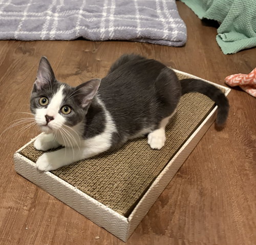 Bennie, a cat for adoption from 4 Paws 4 Rescue