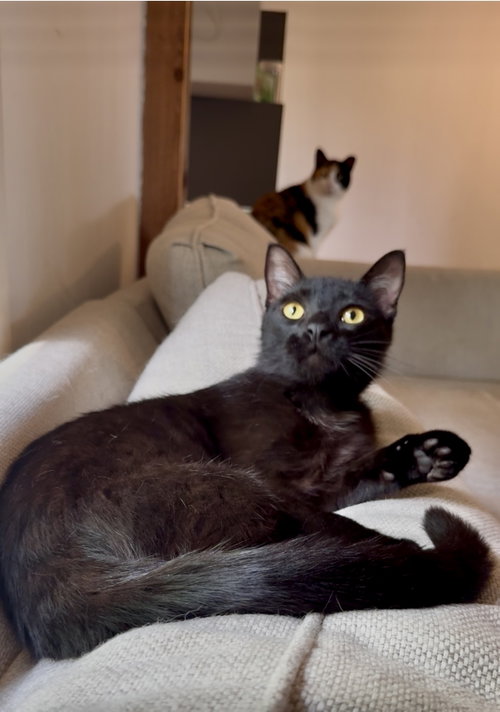 Crow, an adoptable Domestic Short Hair in Fenton, MO
