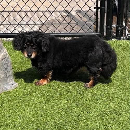 Bandit and Basque (senior bonded pair), an adoptable Unknown breed in Fenton, MO
