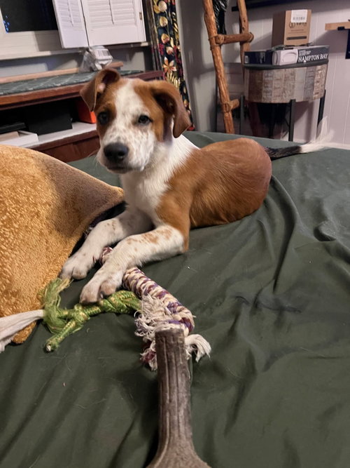 Red, an adoptable Unknown breed in Fenton, MO