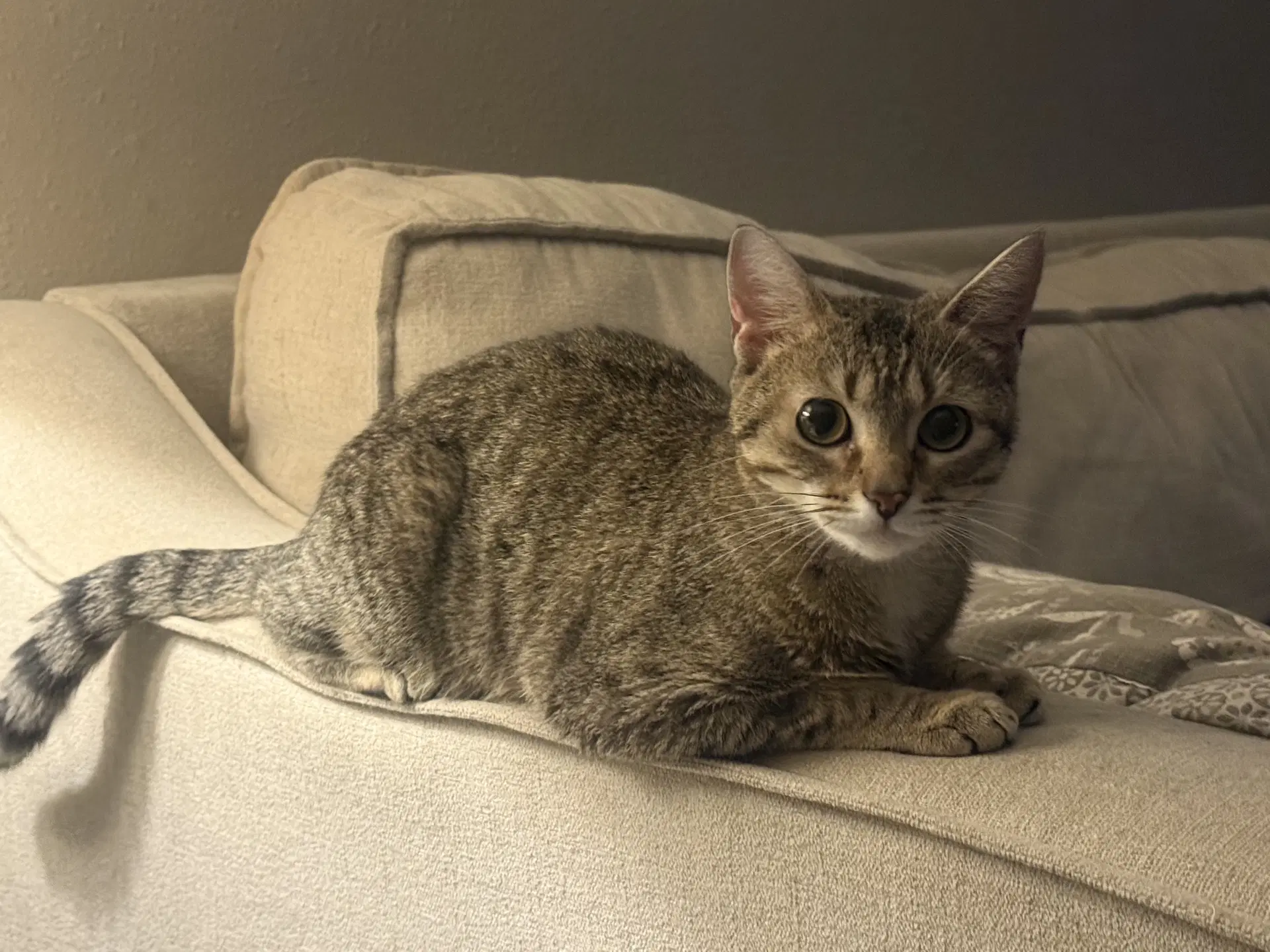 Susan - Domestic Short Hair