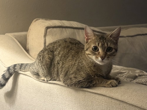 picture of the cat needing adoption