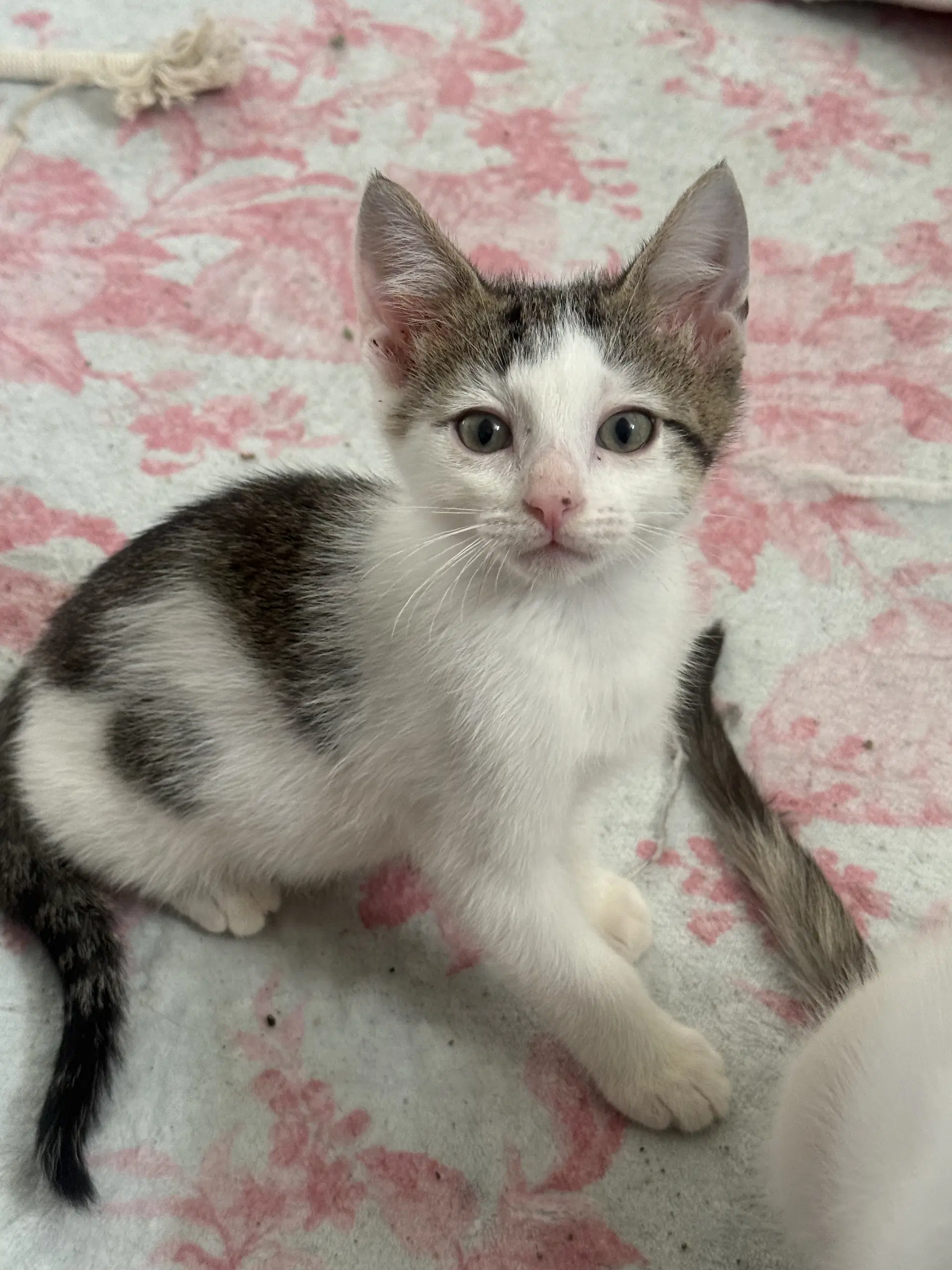 Snickerdoodle - Domestic Short Hair