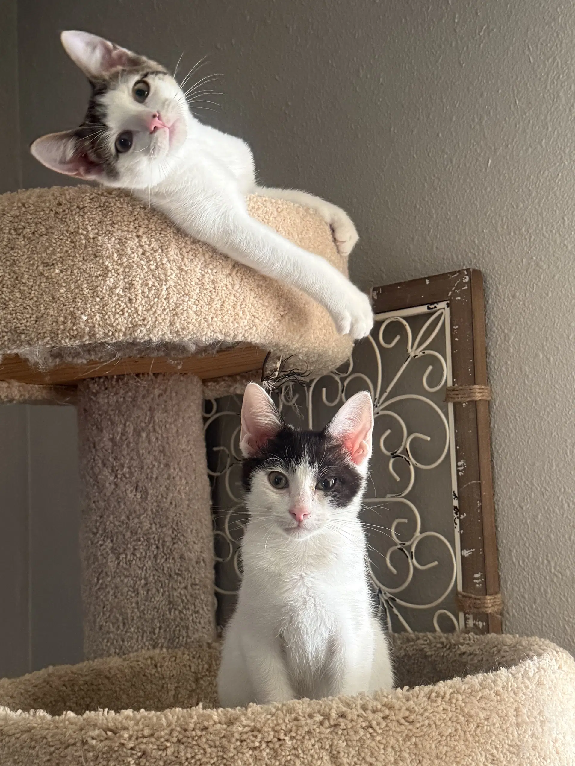 Snickerdoodle - Domestic Short Hair