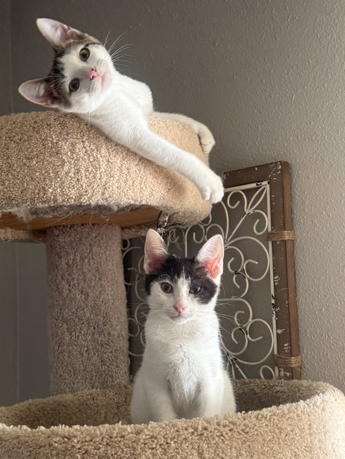 picture of the cat needing adoption