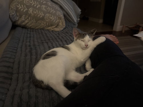 Photo 3 of Snickerdoodle
