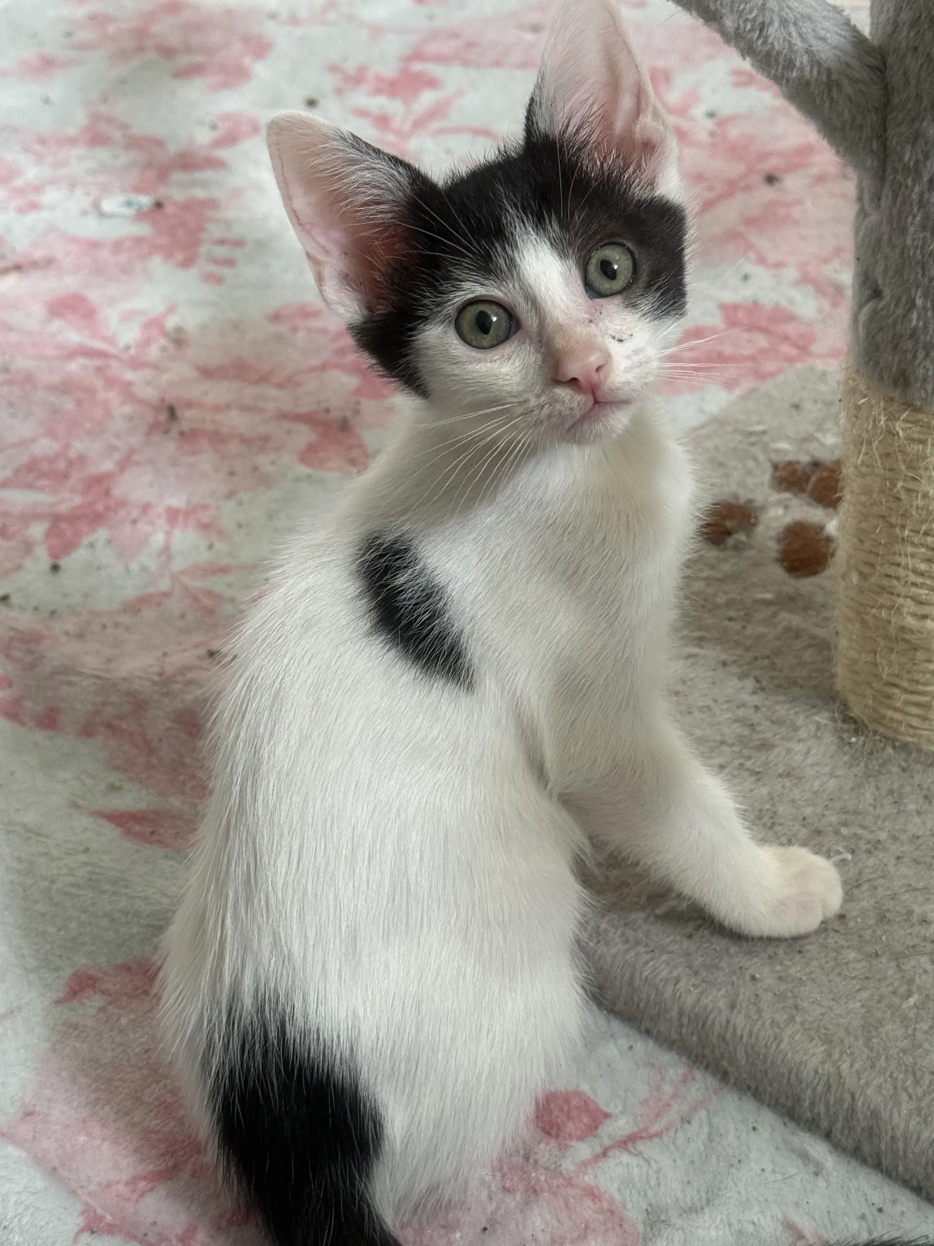 Chocolate Chip - Domestic Short Hair