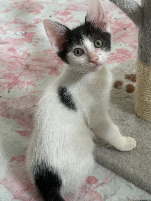 picture of the cat needing adoption