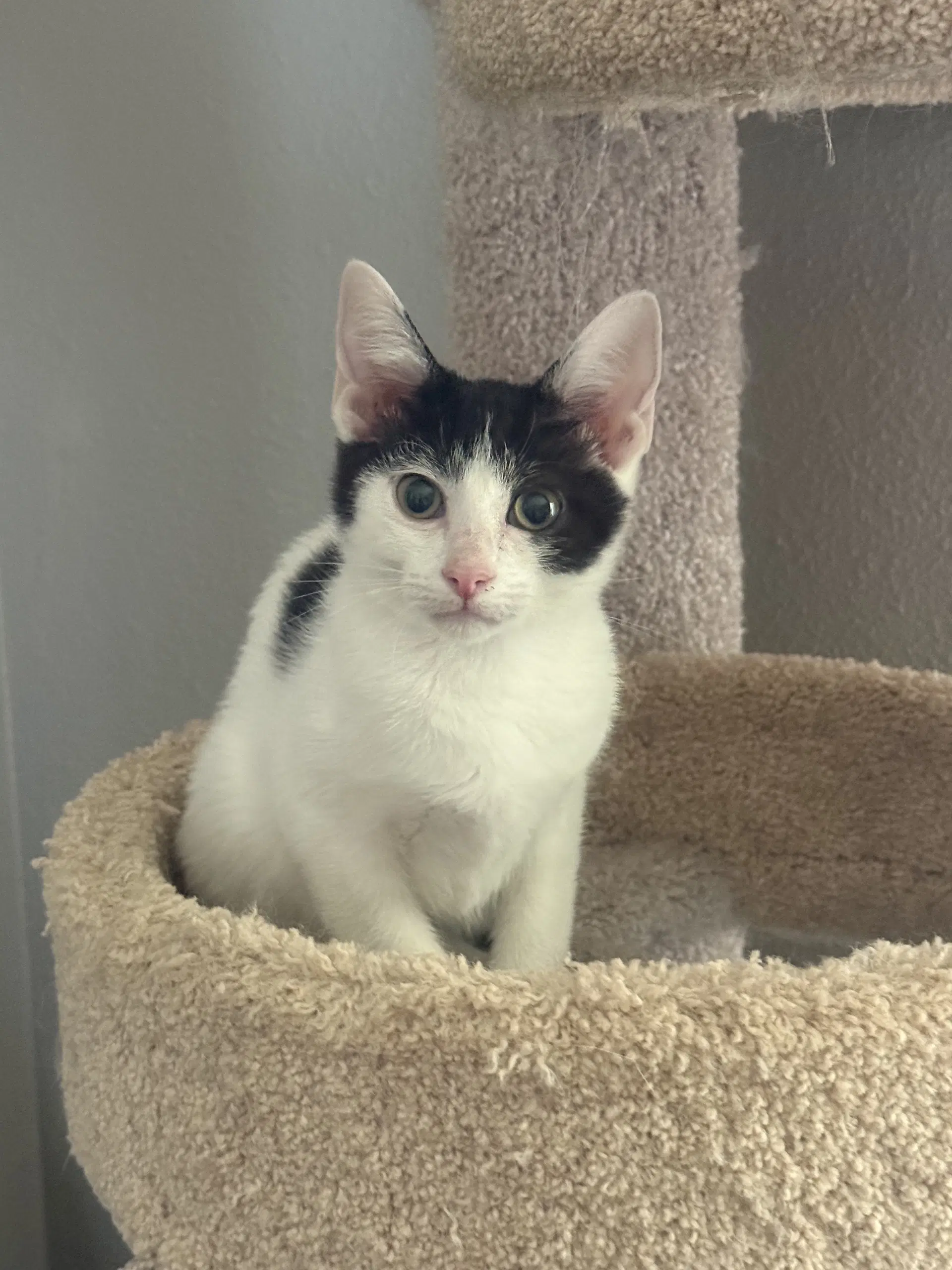 Chocolate Chip - Domestic Short Hair