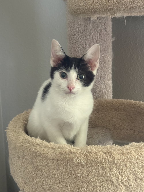 picture of the cat needing adoption