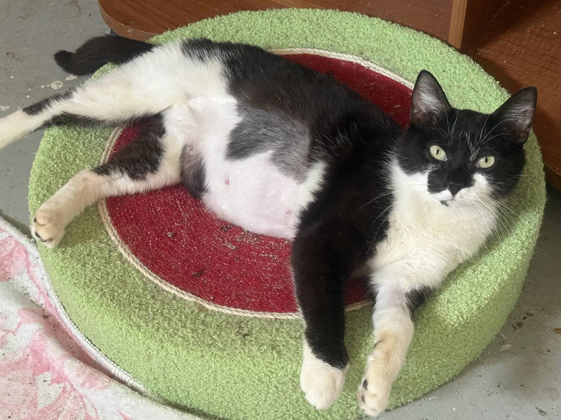 Oreo - Domestic Short Hair