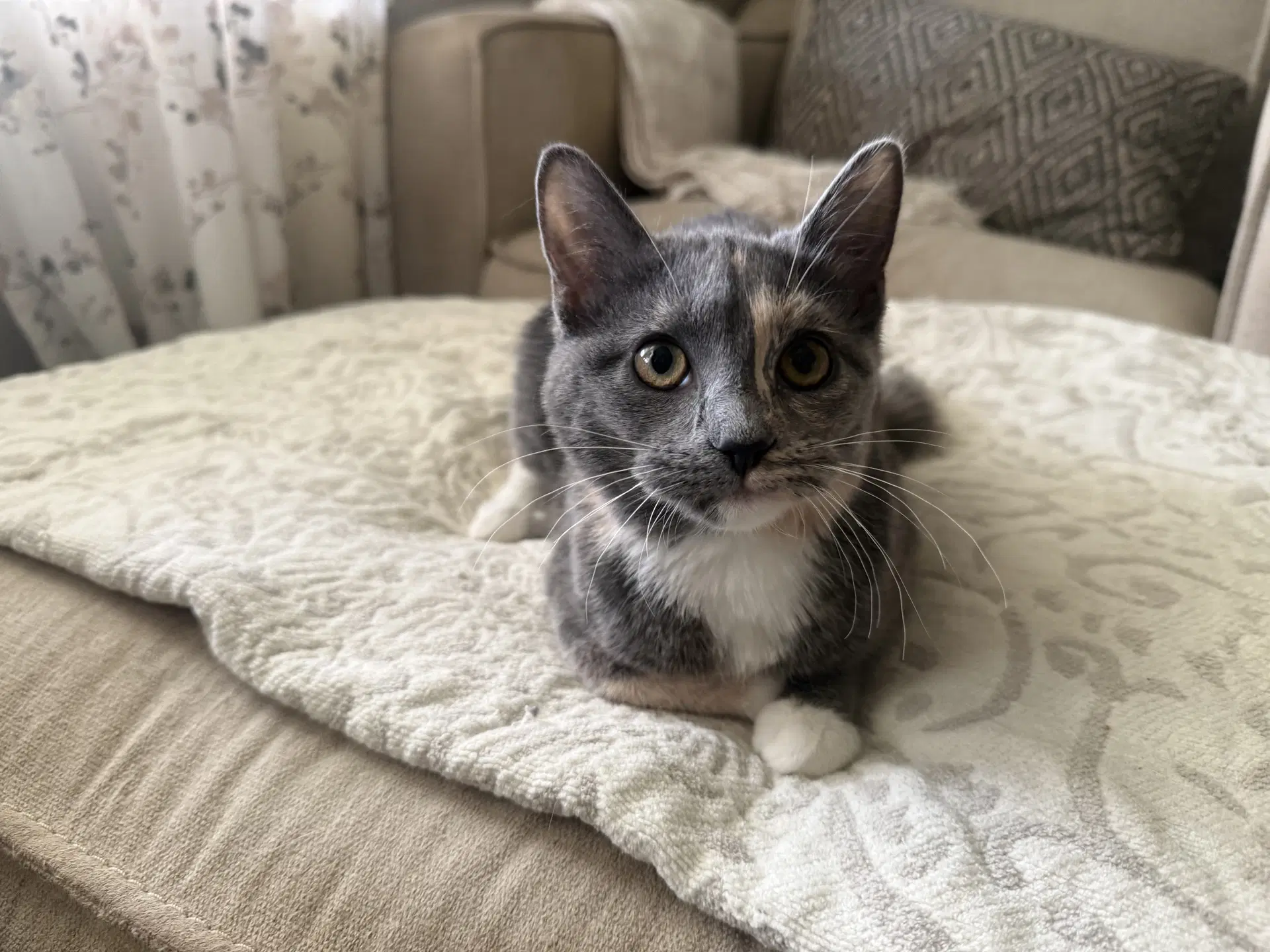Muffin - Dilute Calico