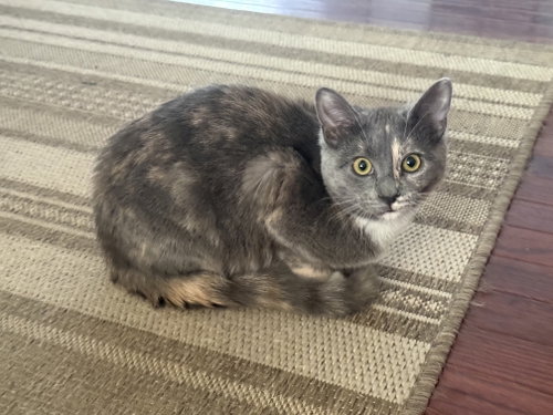 picture of the cat needing adoption