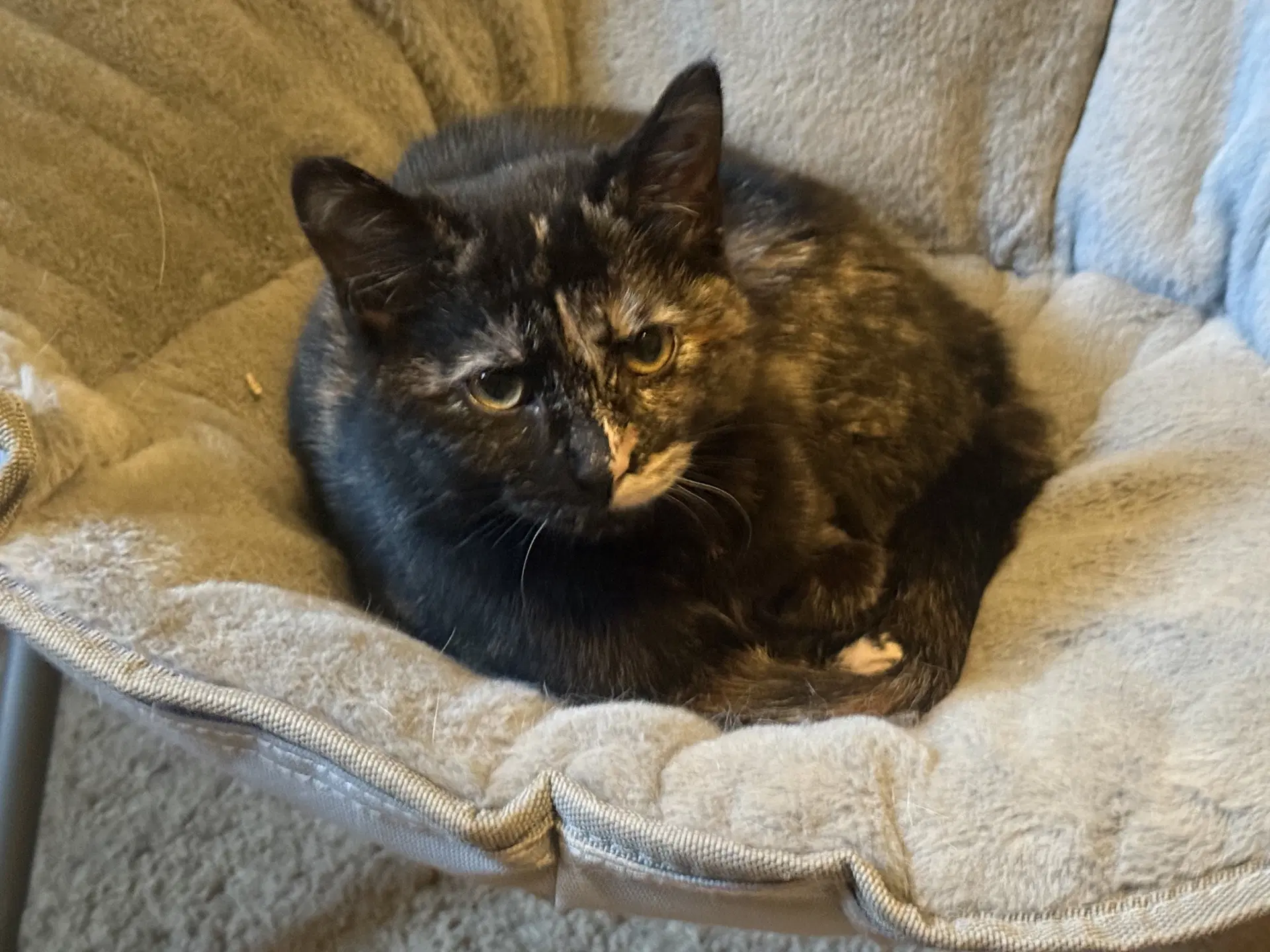 Pip - Tortoiseshell