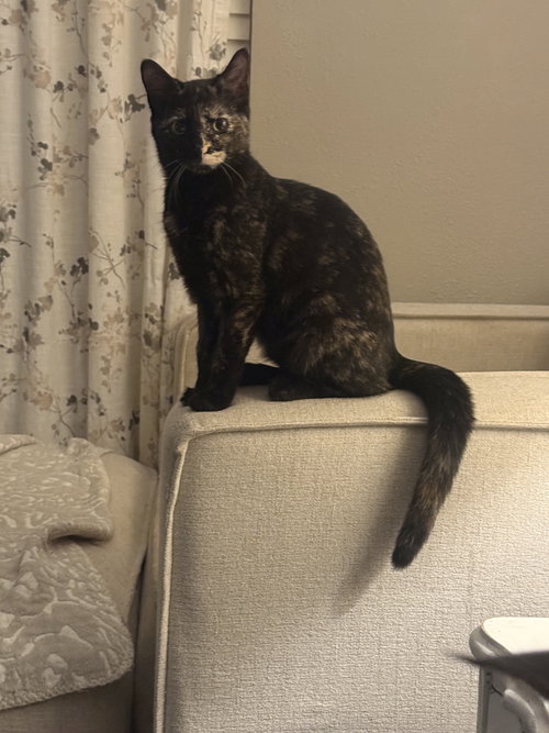 Photo 2 of Pip