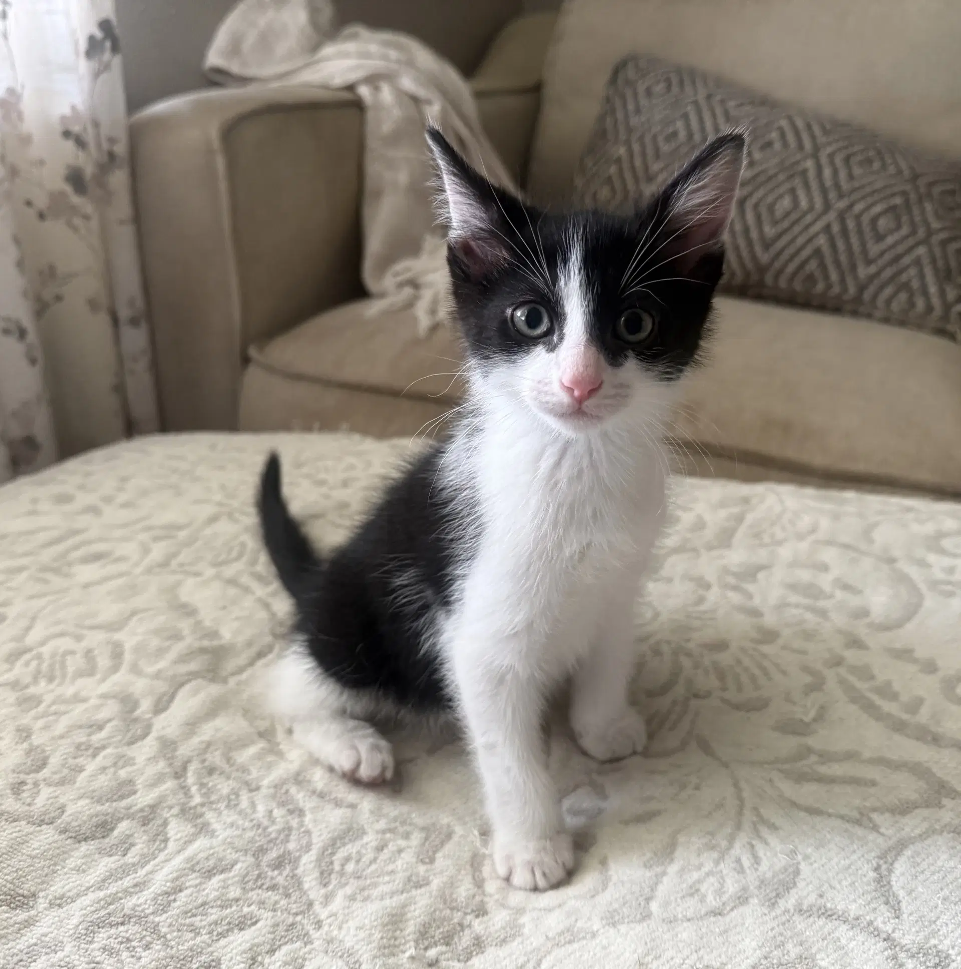 Bandit - Tuxedo