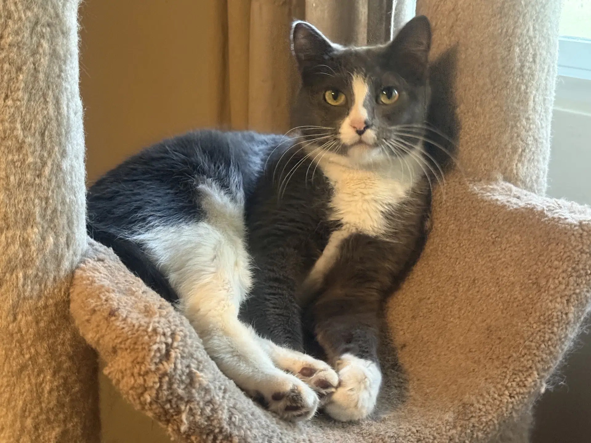 Elsa - Domestic Short Hair