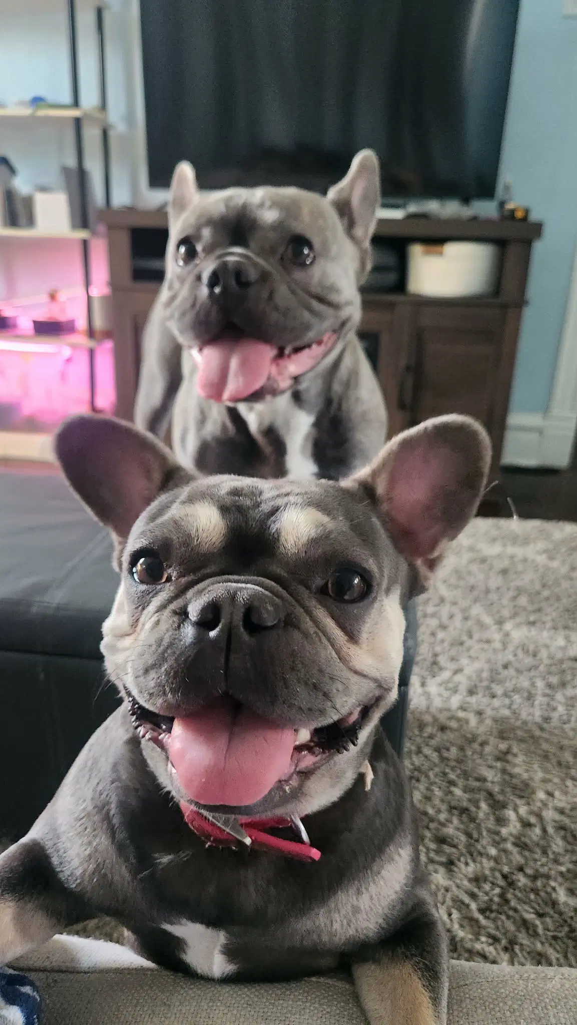 Piggy And Princess - French Bulldog
