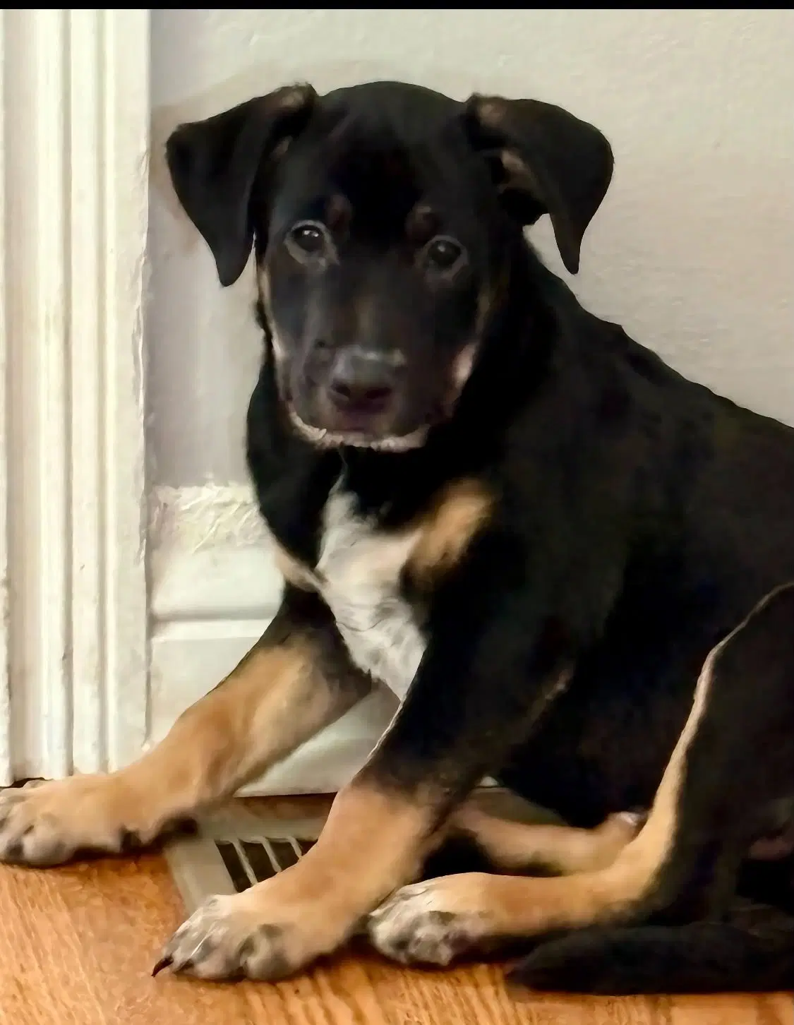 Peanut Butter - Australian Cattle Dog/Blue Heeler