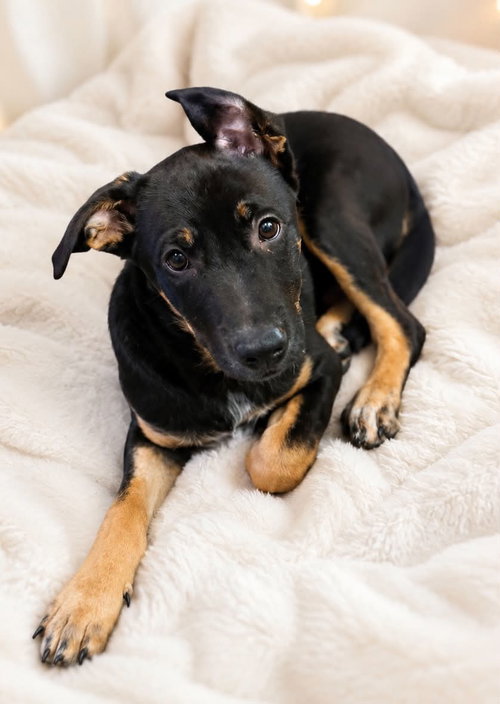 picture of the dog needing adoption