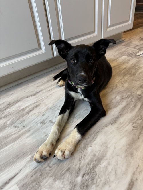 picture of the dog needing adoption