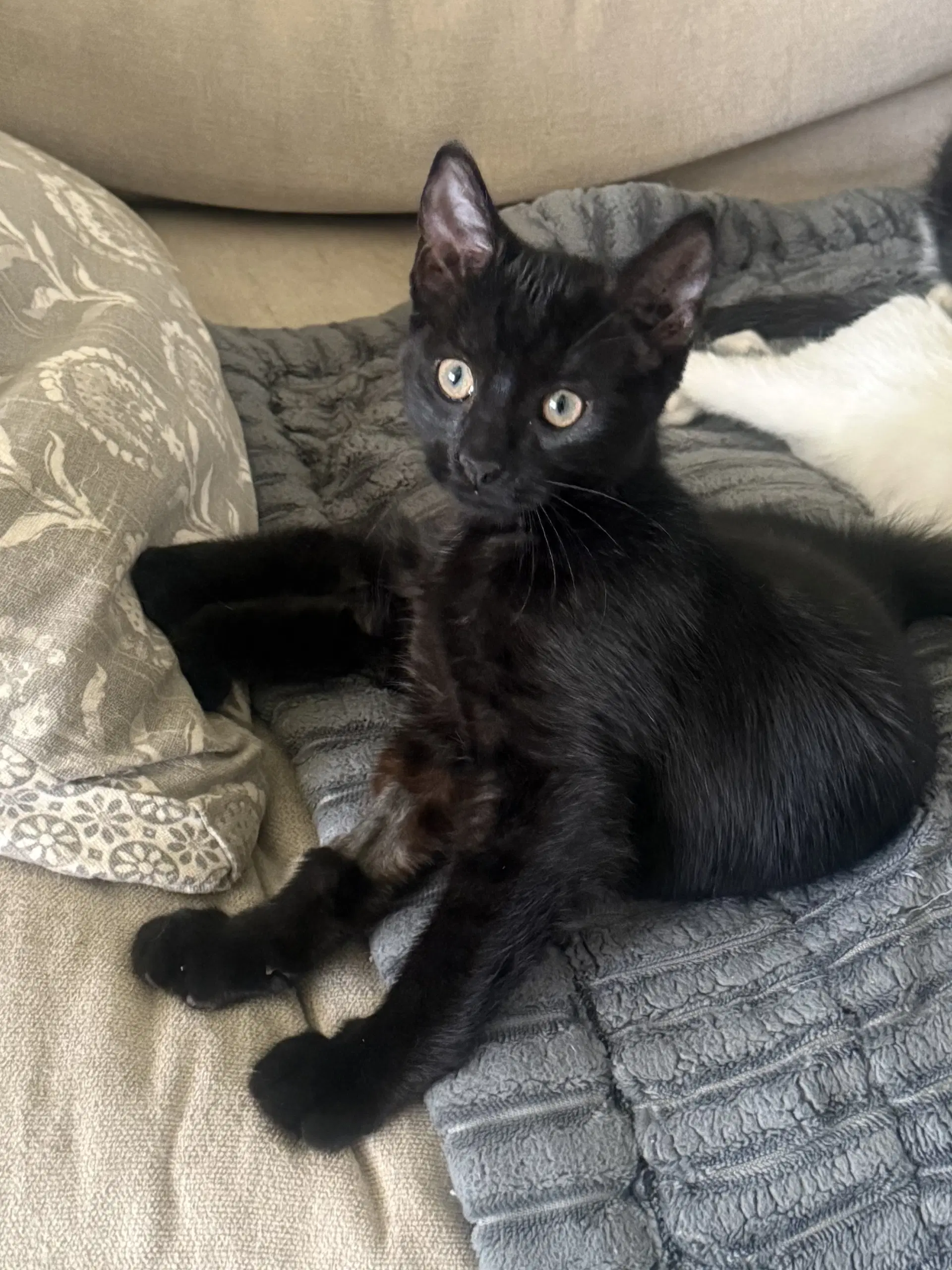 Morticia - Domestic Short Hair