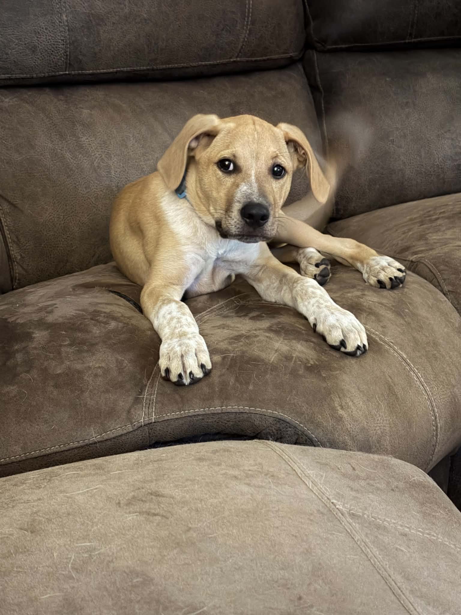 Toby - Labrador Retriever