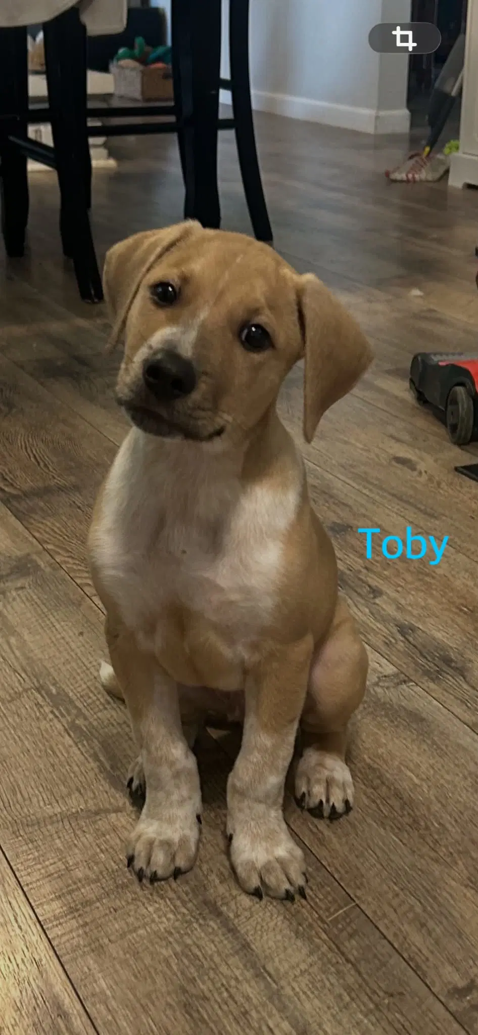 Toby image 3