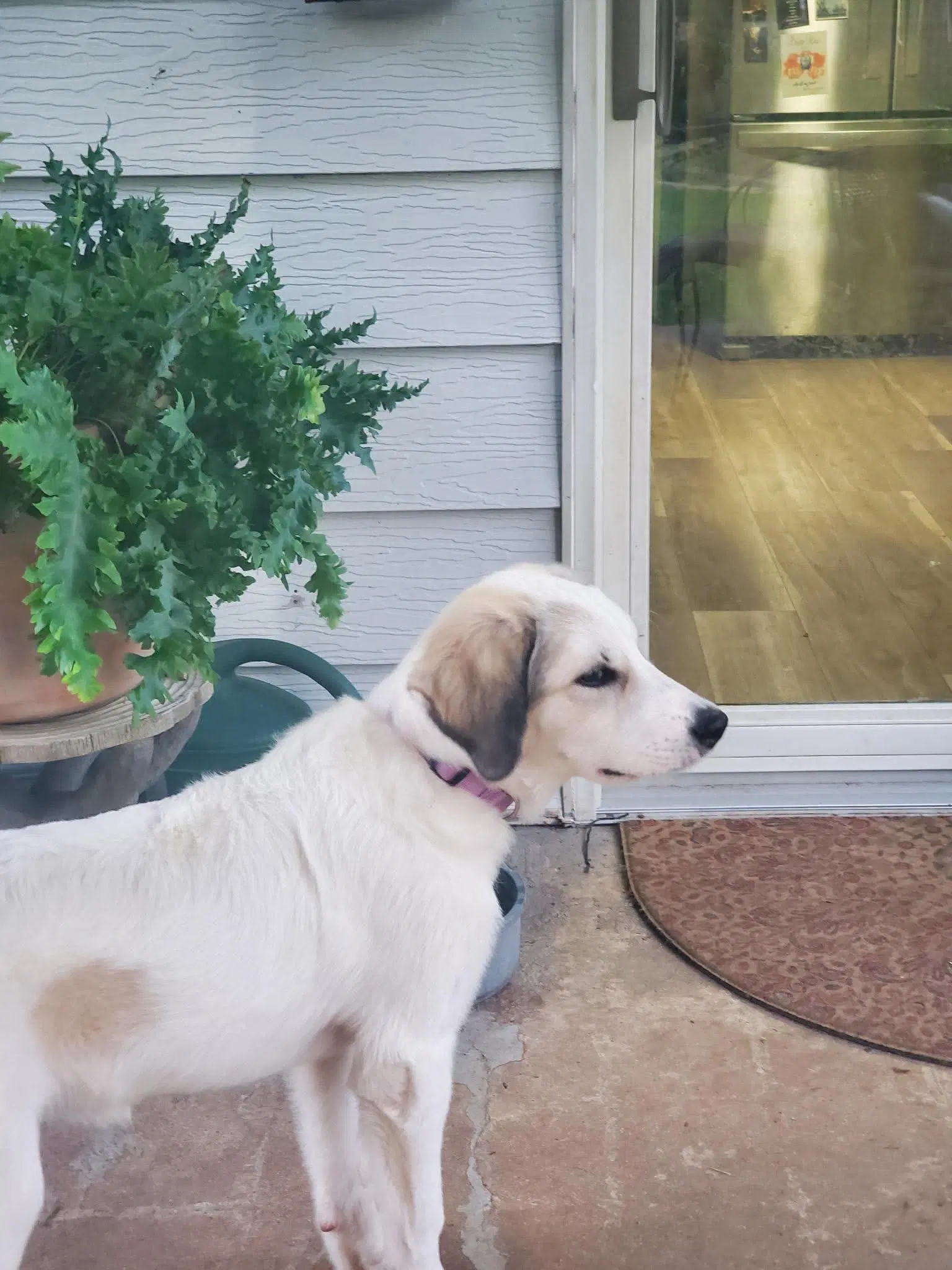 Lyla image 2